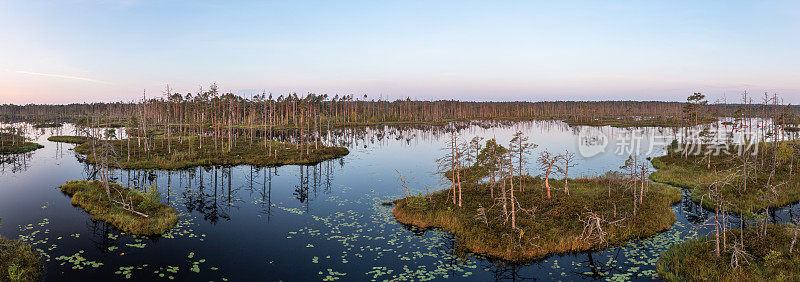 沼泽(Cenas tirelis)在马拉佩县，拉脱维亚